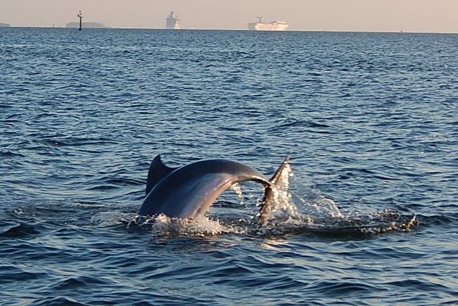 1.5-hour Dolphin Sightseeing Cruise from Tampa - What makes this Tampa boat ride worth considering