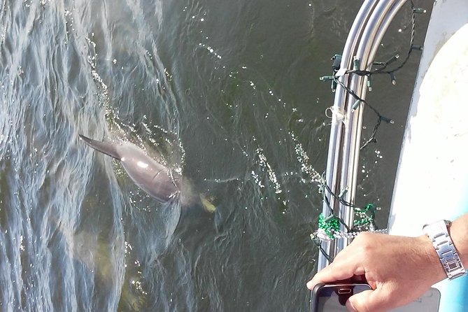 1.5-hour Dolphin Sightseeing Cruise from Tampa - Leaving from the Tampa Bay History Center