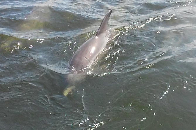 1.5-hour Dolphin Sightseeing Cruise from Tampa - Returning through Tampa’s channels