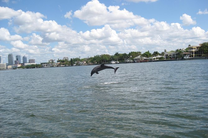 1.5-hour Dolphin Sightseeing Cruise from Tampa - Who will enjoy this cruise most