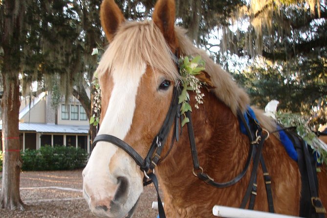 #1 Historical Horse Drawn Carriage Tour - Starting on Bay Street in Old Beaufort