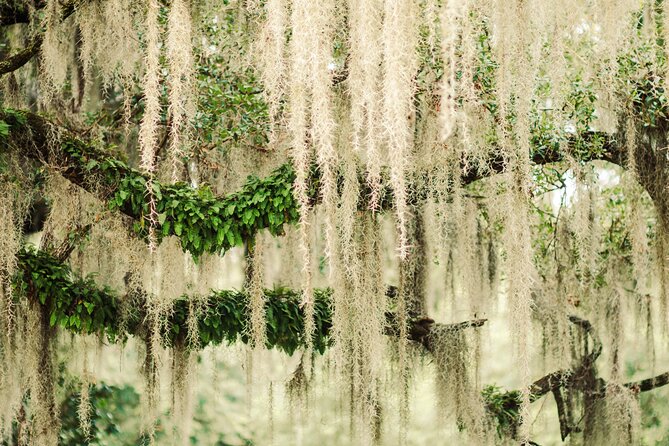2-Hour Bonaventure Cemetery Walking Tour - What the two-hour timing means