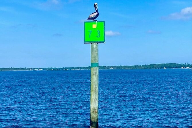 2-Hour Dolphin and Nature Eco Tour from Orange Beach - Drinks, music, and the family-friendly atmosphere