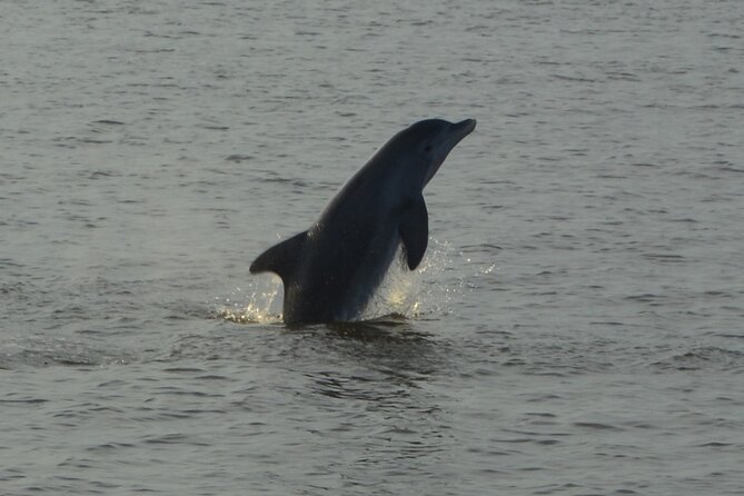 2-Hour Dolphin and Nature Eco Tour from Orange Beach - What $37.50 buys you