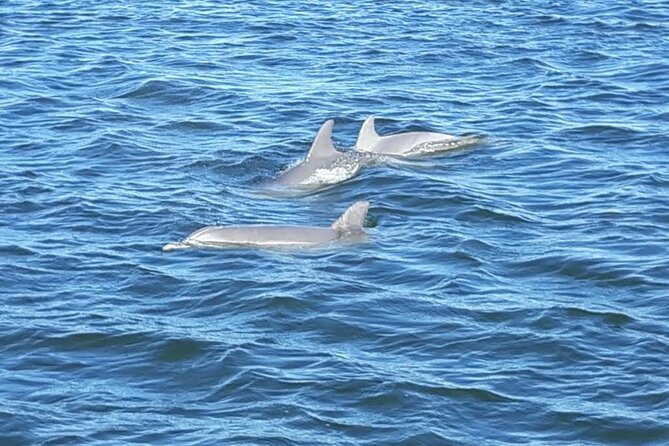 2-Hour Dolphin and Nature Eco Tour from Orange Beach - Who will enjoy it most