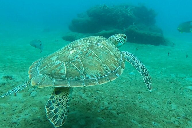 2 ½ - Hour Guided Snorkel Tour of Phil Foster park, Free Videos! - Key points to know before booking