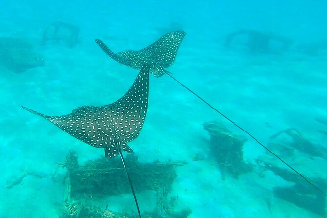 2 ½ - Hour Guided Snorkel Tour of Phil Foster park, Free Videos! - A guided route beats wandering alone
