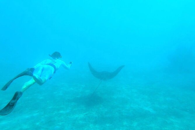 2 ½ - Hour Guided Snorkel Tour of Phil Foster park, Free Videos! - Is $44 a good value?