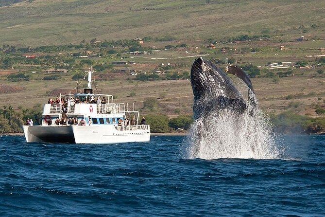 2-Hour Oahu Whale Watch from Ala Wai Harbor, Waikiki - Key points to know before you go