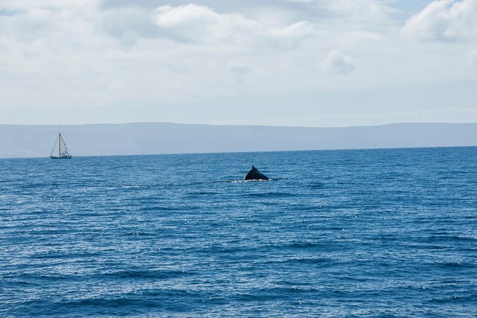 2-Hour Oahu Whale Watch from Ala Wai Harbor, Waikiki - Seasickness, snacks, and practical comfort