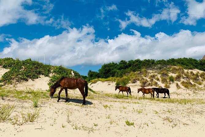 2-hour Outer Banks Wild Horse Tour by 4WD Truck - Reaching Corolla’s roadless beach