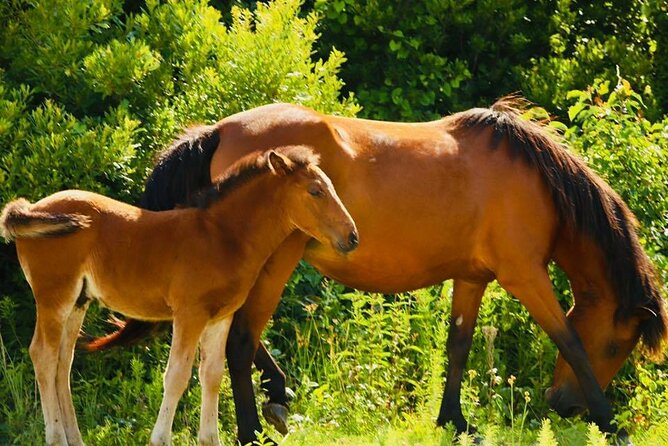 2-hour Outer Banks Wild Horse Tour by 4WD Truck - Riding over sand, dunes, and oceanfront tracks