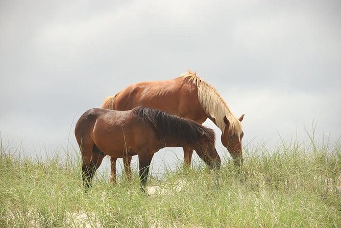 2-hour Outer Banks Wild Horse Tour by 4WD Truck - Choosing the best time and season