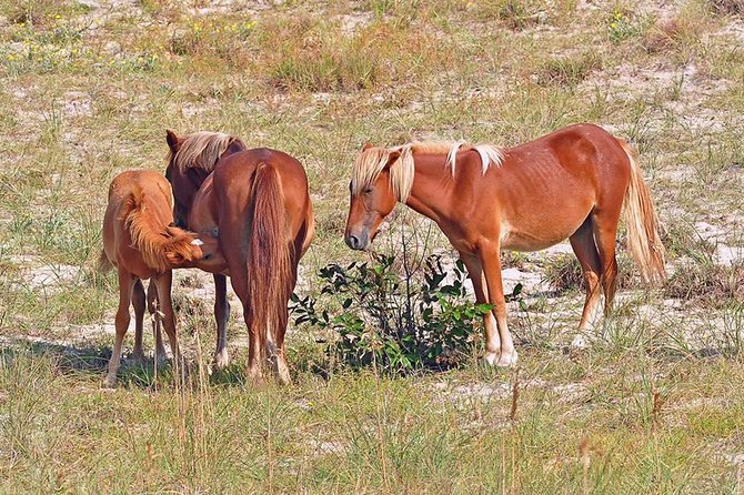 2-hour Outer Banks Wild Horse Tour by 4WD Truck - Searching for horses among dunes and beach homes
