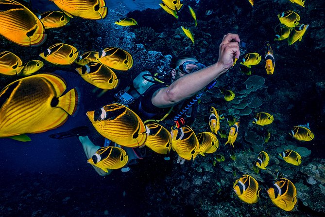 2 Tank Lanai Cathedral Scuba Dive Via Boat for Certified Divers - Why Lanai makes this a special Maui scuba outing