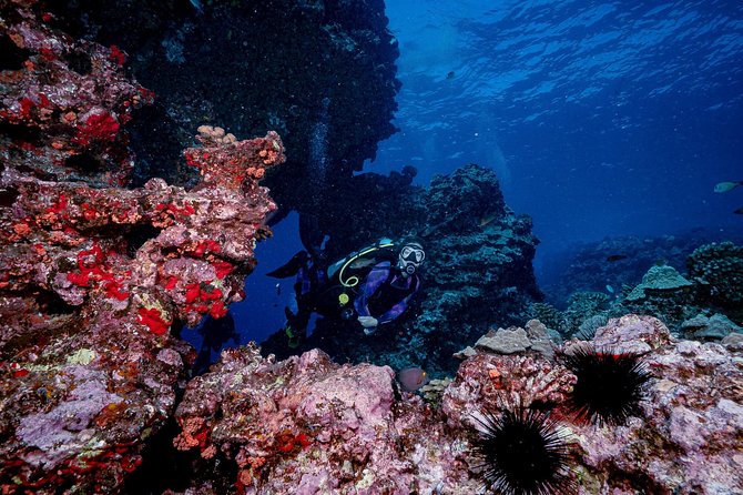 2 Tank Lanai Cathedral Scuba Dive Via Boat for Certified Divers - Safety, skill level, and group size