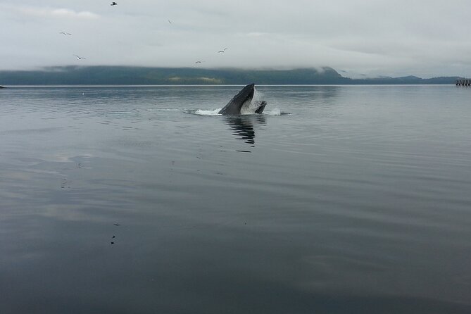 3.5 Hour Crowd-Skipping Whale Tour in Juneau, Alaska - Two hours and 15 minutes among Juneau’s whales