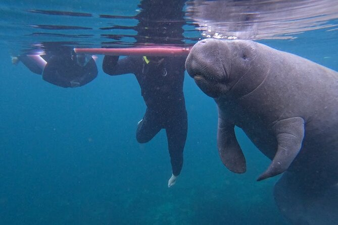 3 Hour Small Group All Inclusive Manatee Swim with free Photo pkg - Key points about the Crystal River manatee swim