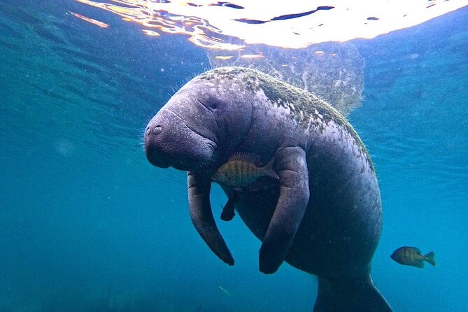 3 Hour Small Group All Inclusive Manatee Swim with free Photo pkg - Leaving Pete’s Pier for Kings Bay