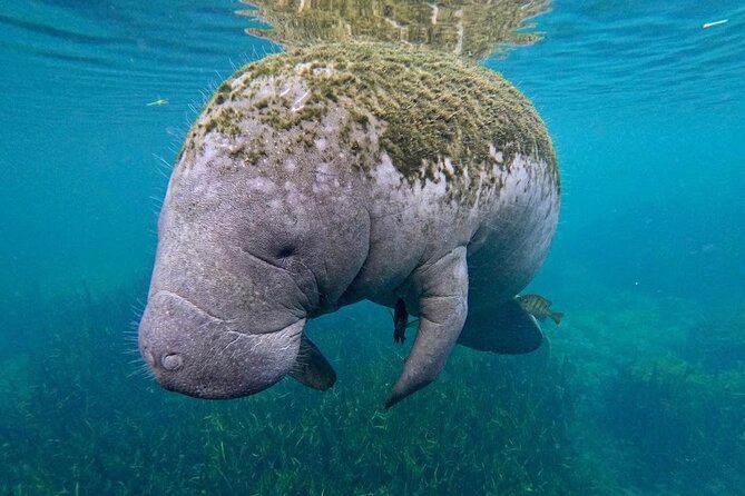 3 Hour Small Group All Inclusive Manatee Swim with free Photo pkg - Entering the water with wild manatees