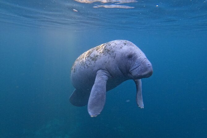 3 Hour Small Group All Inclusive Manatee Swim with free Photo pkg - Getting photos without carrying a camera