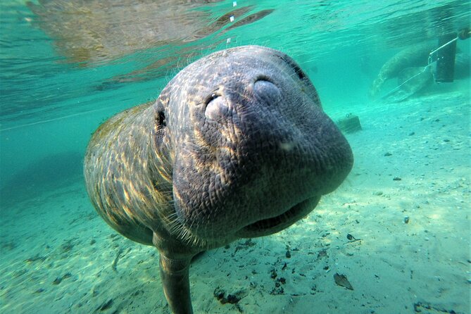 3 hours Manatee Swim Tour in Florida - Key points to know before booking