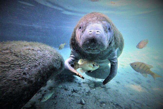 3 hours Manatee Swim Tour in Florida - Meeting at 525 NW 7th Avenue
