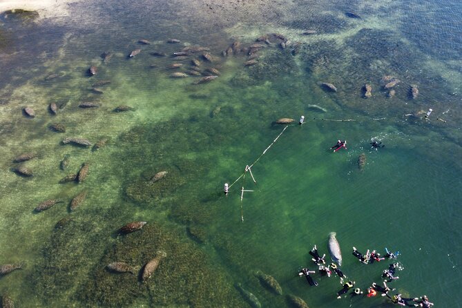 3 hours Manatee Swim Tour in Florida - Three Sisters Springs and the manatee encounter