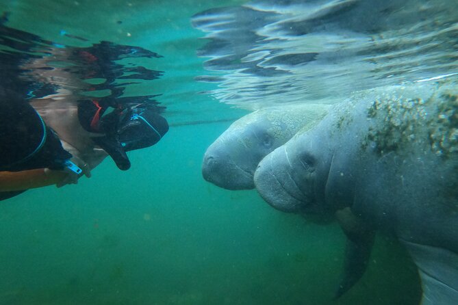 3 hours Manatee Swim Tour in Florida - Who will enjoy this tour most