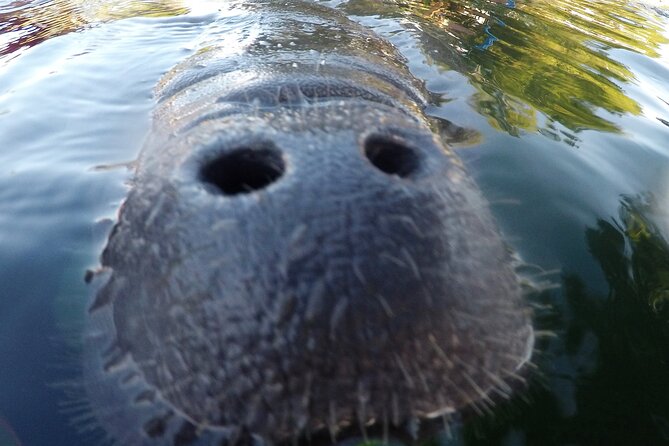 3 hours Manatee Swim Tour in Florida - The boat ride through Kings Bay