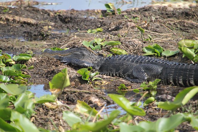 30-Minute Airboat Ride, Lunch, Gem Mining and Park Admission - What this Boggy Creek package actually includes
