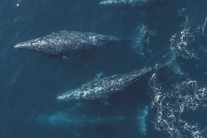 4 Hour Whale Watching Tour From Monterey - What the naturalist adds to the ride
