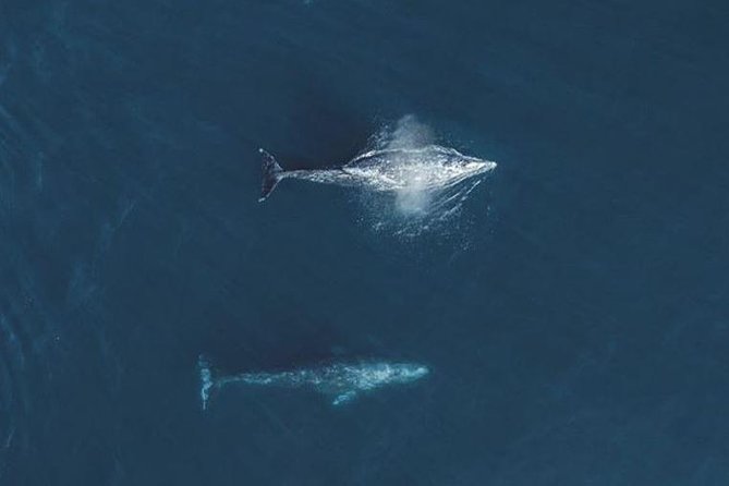 4 Hour Whale Watching Tour From Monterey - The boat, group size, and comfort trade-offs
