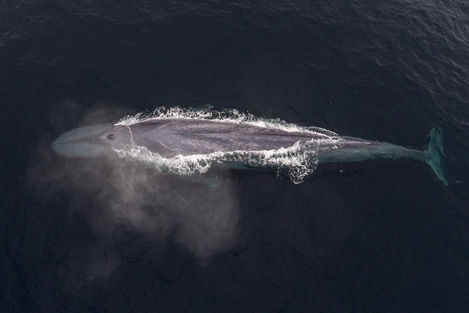 4 Hour Whale Watching Tour From Monterey - Is $85 a good value for this Monterey outing?
