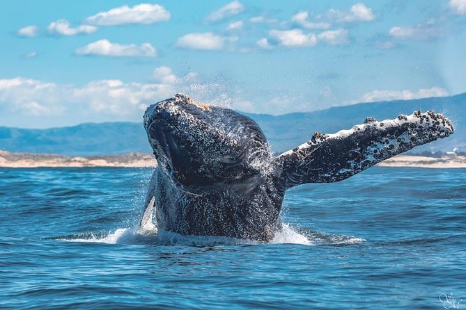 4 Hour Whale Watching Tour From Monterey - Who will enjoy this tour most?
