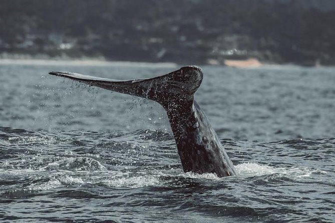 4 Hour Whale Watching Tour From Monterey - Why Monterey Bay is such a strong whale-watching base