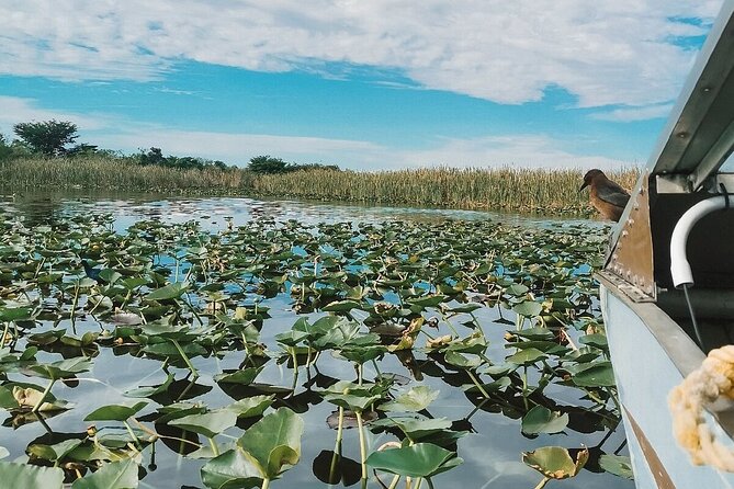 60 min. Everglades Airboat ride & pick-up ,small group +pro guide - Alligator show and time at the park