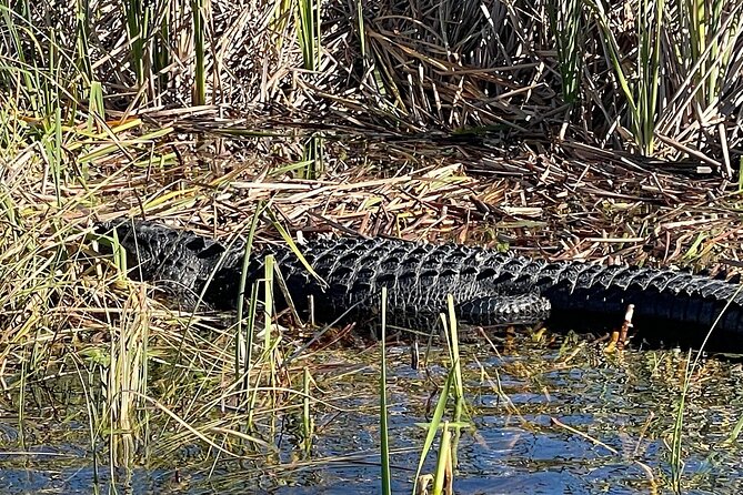 60 min. Everglades Airboat ride & pick-up ,small group +pro guide - Group size, comfort, and the small-group question