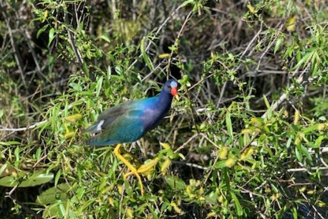 60 Minutes Small Group Everglades Airboat Ride in Miami - What the one-hour Everglades ride is really like