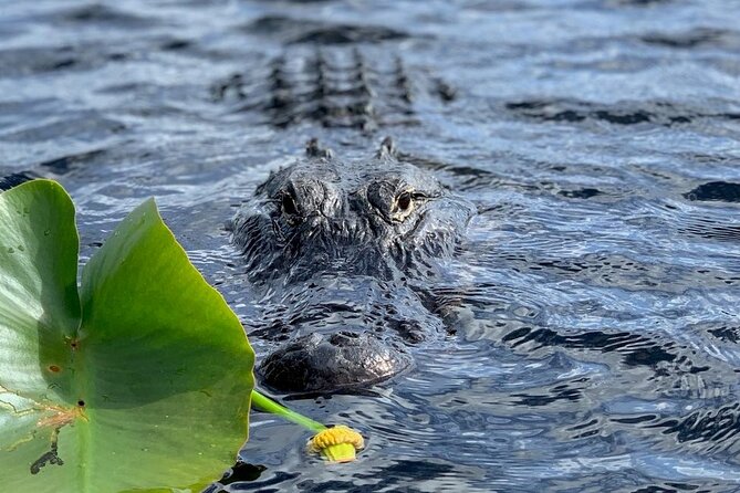 60 Minutes Small Group Everglades Airboat Ride in Miami - Why the guides matter so much