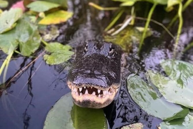 60 Minutes Small Group Everglades Airboat Ride in Miami - Starting near Miami instead of losing a full day