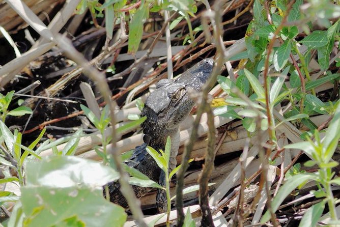 90 minute Everglades Airboat Tour near Orlando Florida - Reaching the marsh from Orlando