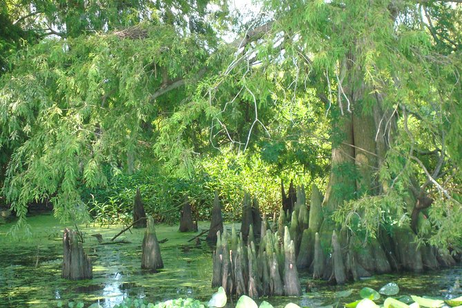 90 minute Everglades Airboat Tour near Orlando Florida - What the guide adds to the ride