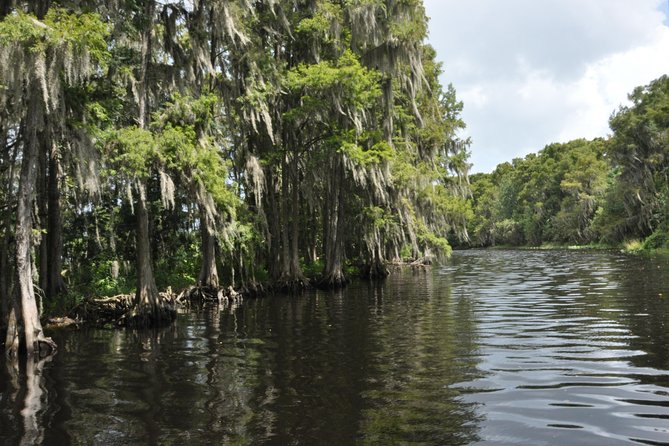 90 minute Everglades Airboat Tour near Orlando Florida - Photographing birds, turtles, and gators