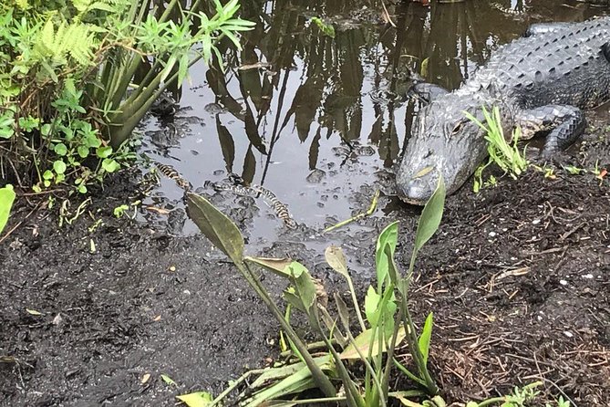 90 minute Everglades Airboat Tour near Orlando Florida - Is $89 a fair price?