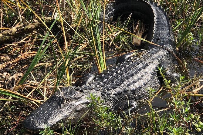 90 minute Everglades Airboat Tour near Orlando Florida - Weather, timing, and practical comfort