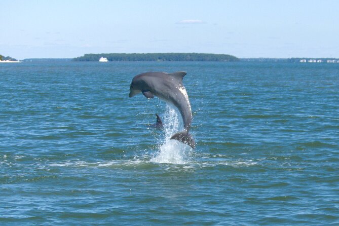 90-Minute Private Dolphin Tour in Hilton Head Island - A Small Boat Makes the Difference