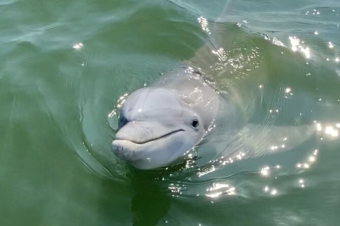 90-Minute Private Dolphin Tour in Hilton Head Island - Leaving From Helmsman Way