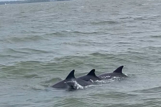 90-Minute Private Dolphin Tour in Hilton Head Island - A Lighthouse Photo Stop