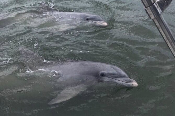 90-Minute Private Dolphin Tour in Hilton Head Island - Captain Mark’s Lowcountry Lessons